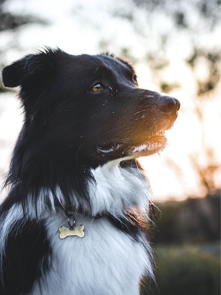 Border collie at sunset
