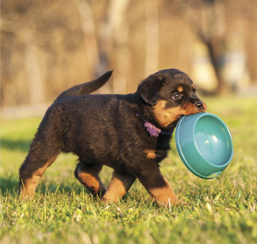 Rottweiler puppy carrying bowl