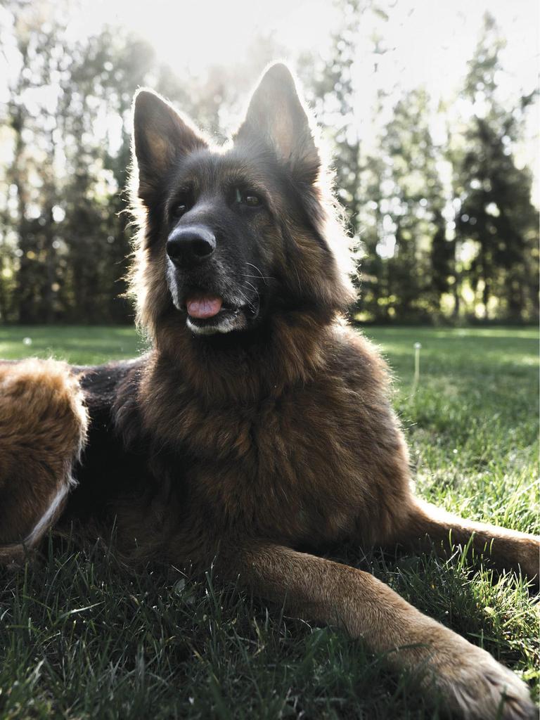 Shepherd laying down