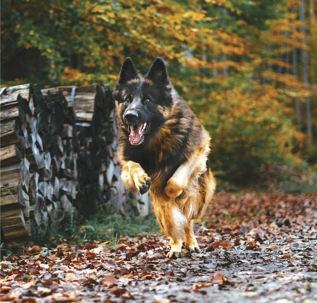 German shepherd jumping