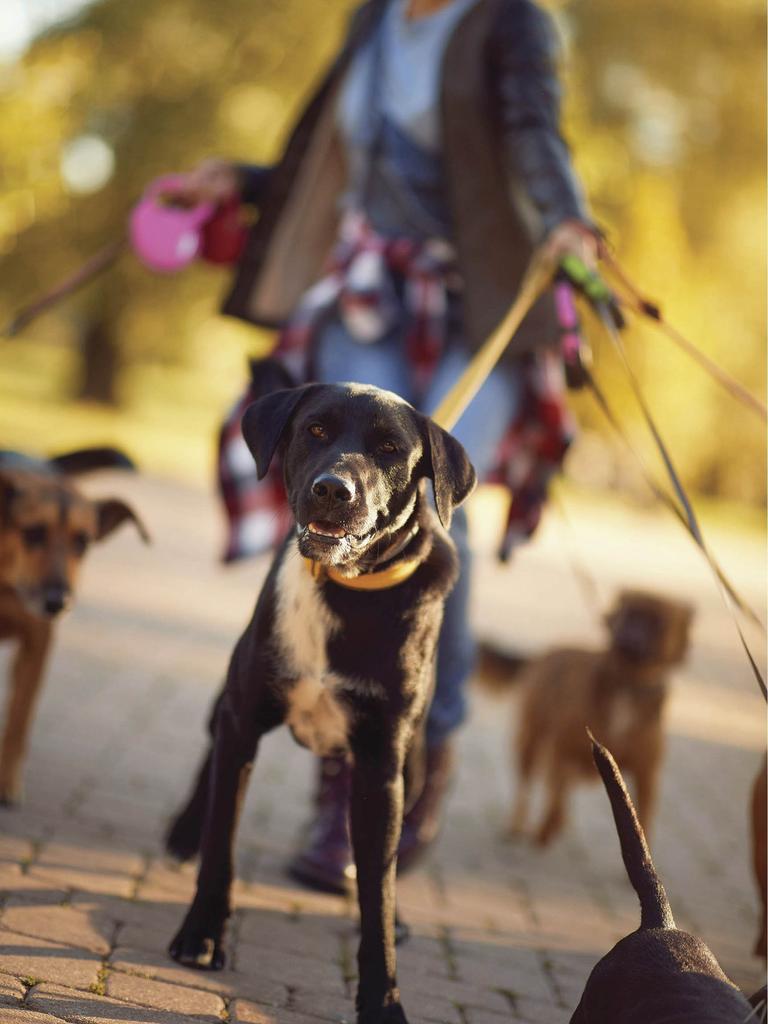 Dogs with dog walker