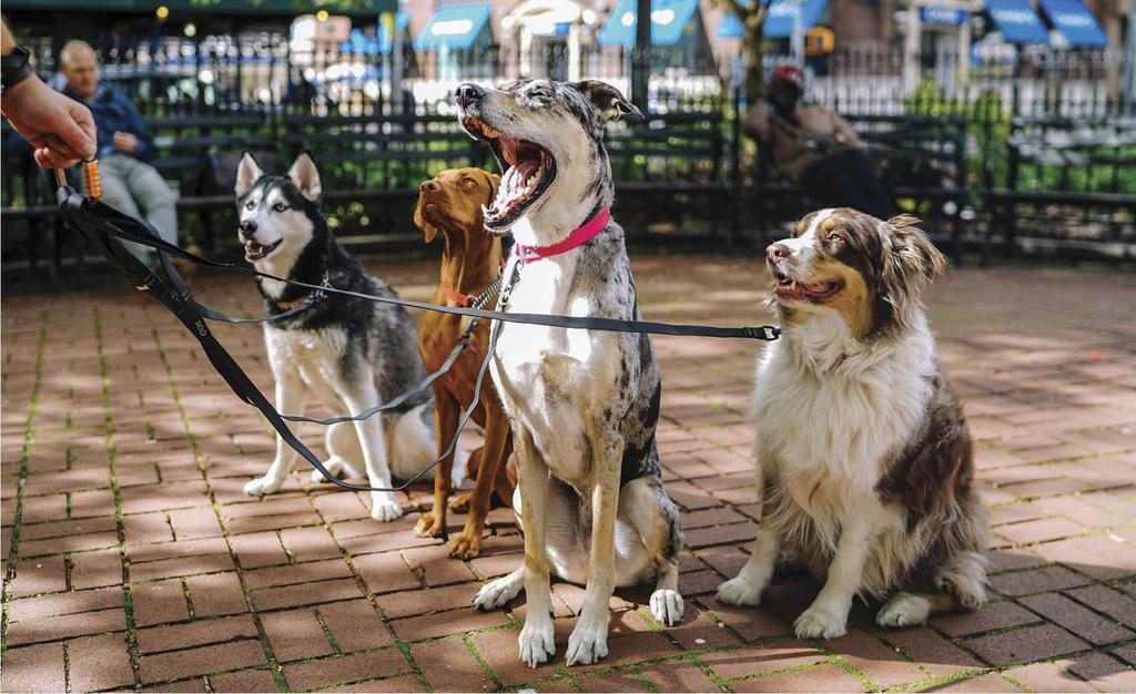 Group of dogs sitting