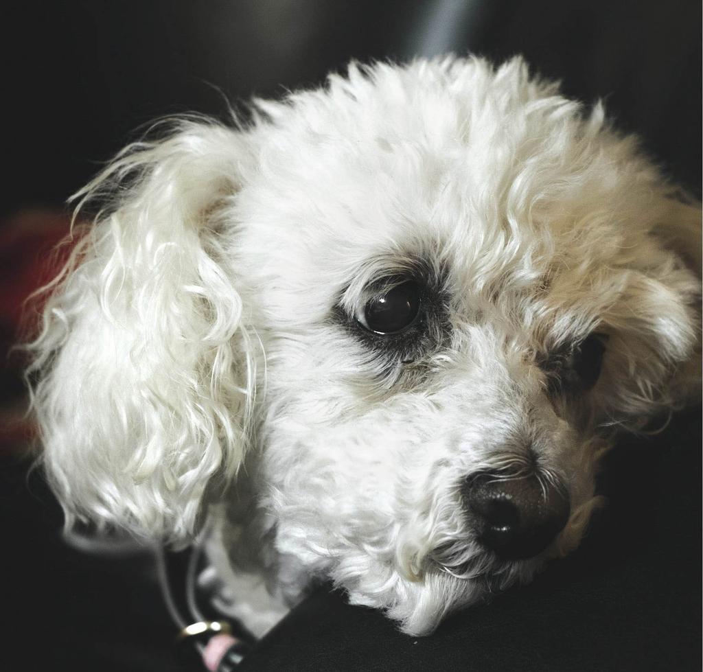 Bichon Frise