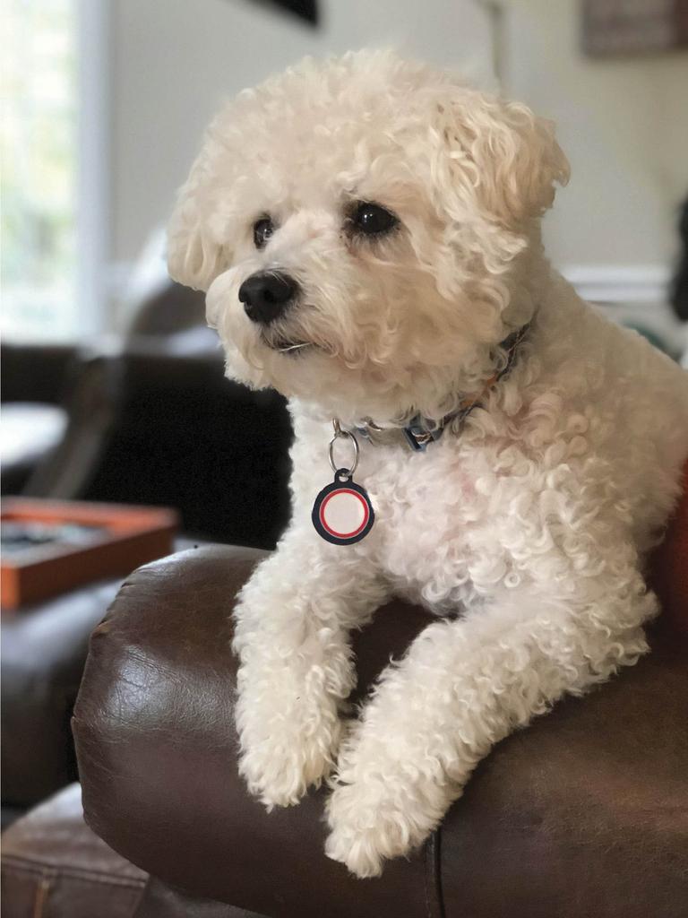 Bichon on leather armchair