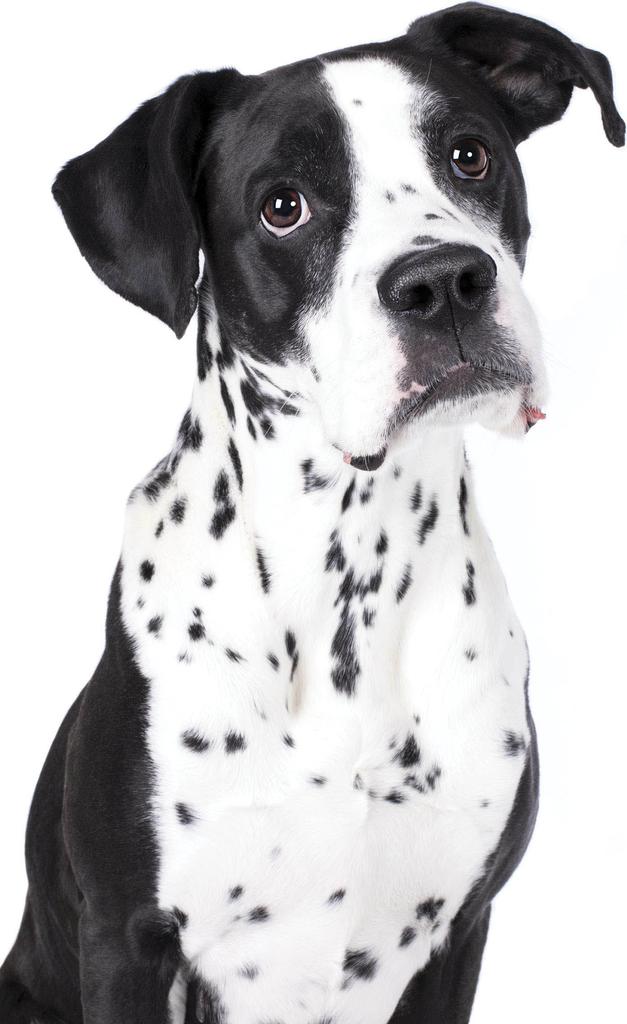 Boxer Dalmatian mix