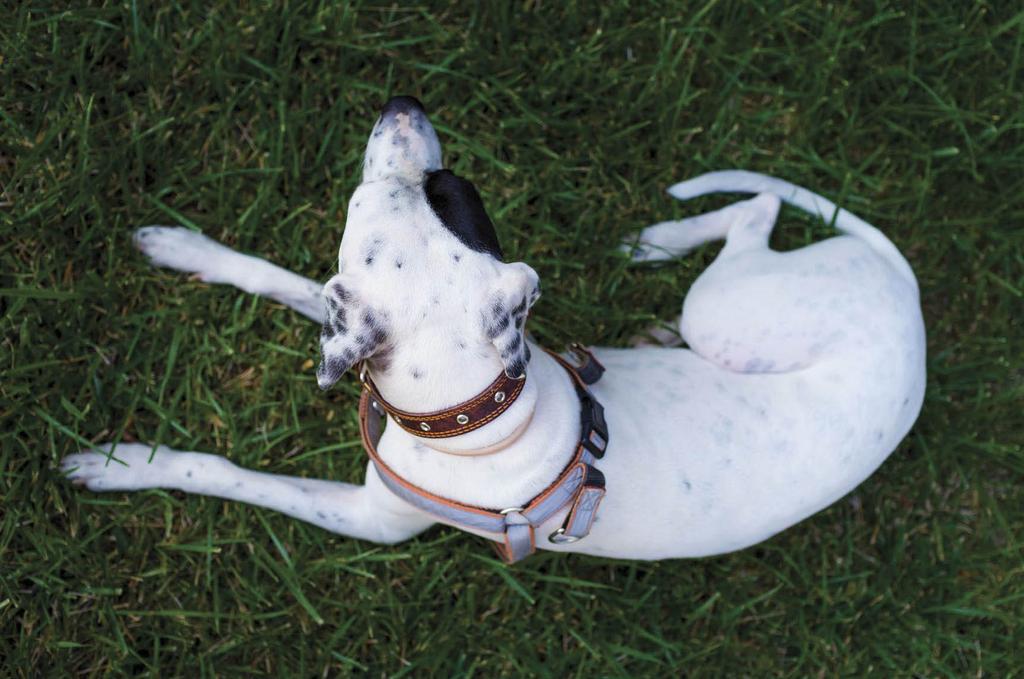 Pointer sitting in grass