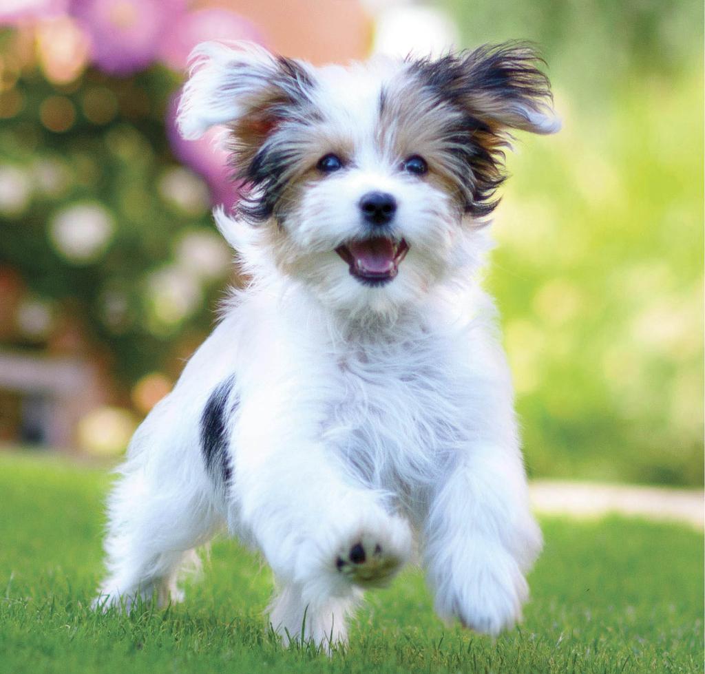 Happy puppy