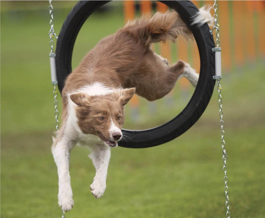 Border collie jumping through agility tire