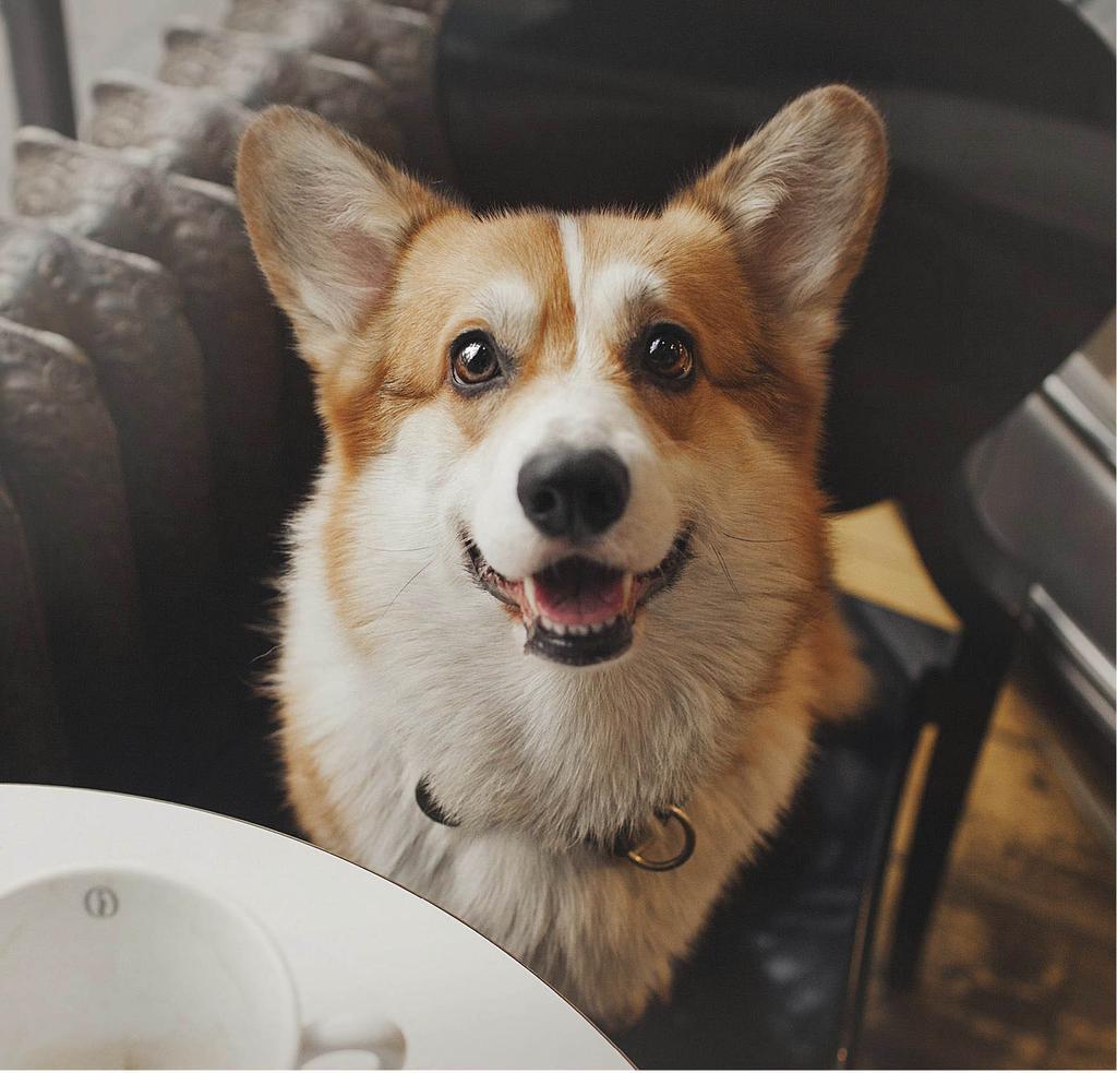 Corgi in a café