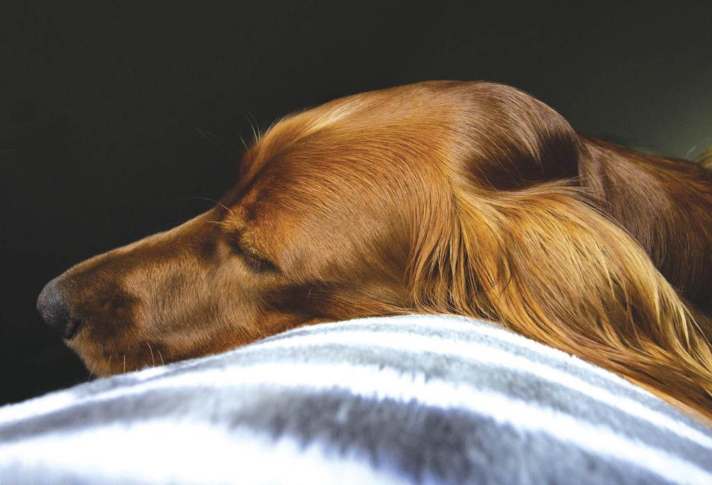 Setter sleeping