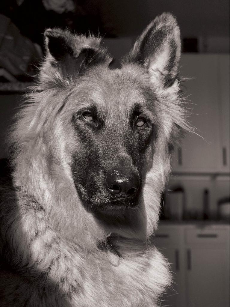 Serious dog