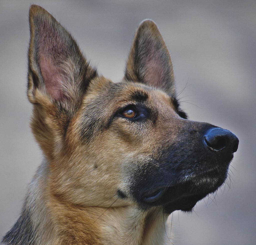 Shepherd at attention