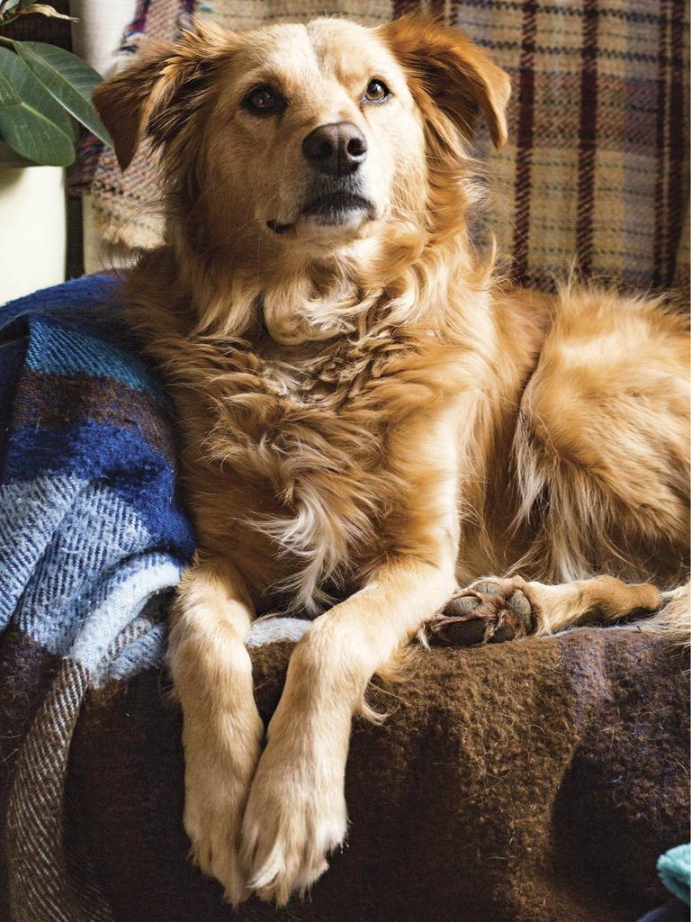 Dog in armchair