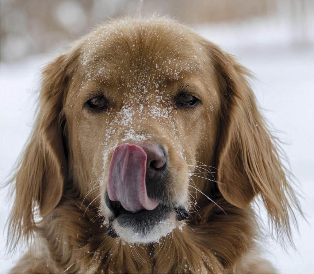 Dog licking snow off nose