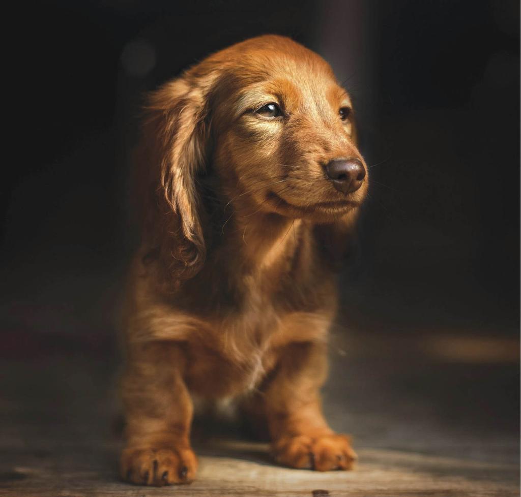 Red longhaired dachshund