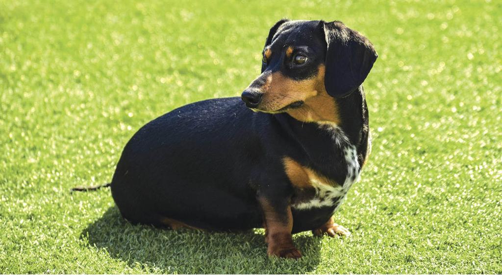 Smooth coated dachshund in yard