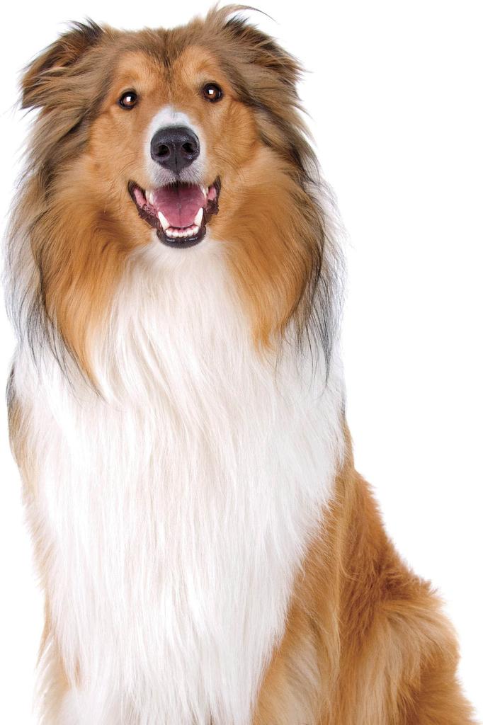 Rough-coated collie
