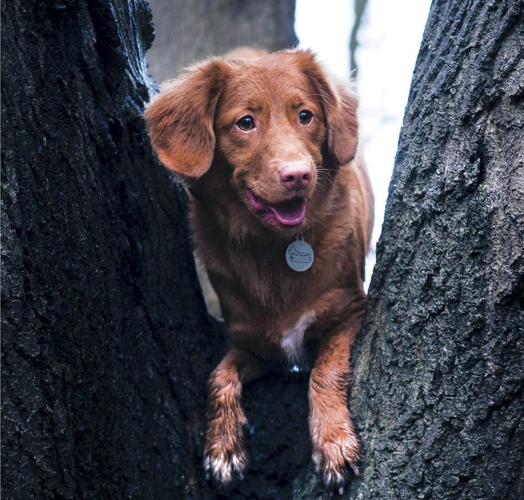 Dog in tree