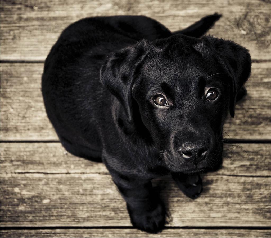 Black Lab puppy