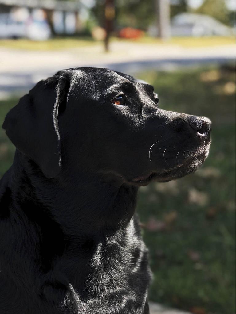 Black Lab