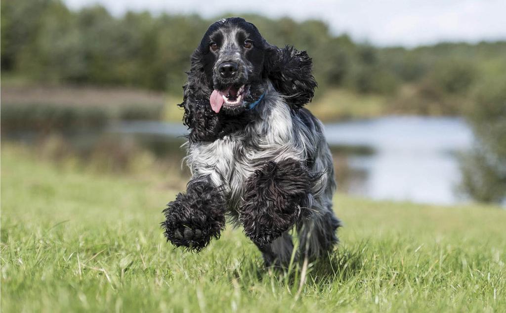 Black and white cocker spaniel