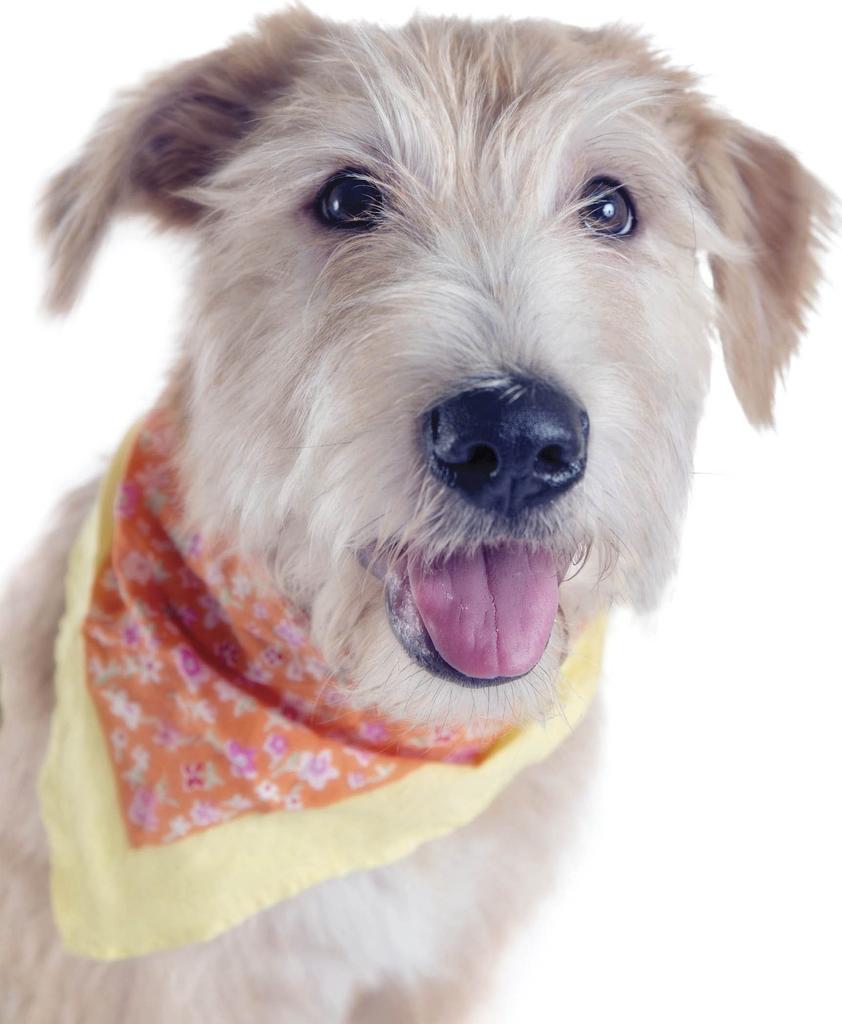 Glen of Imaal terrier