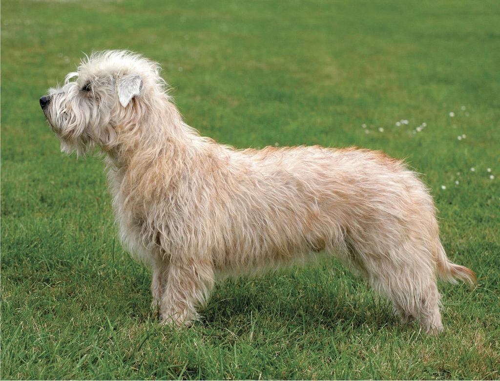 Irish Glen of Imaal terrier