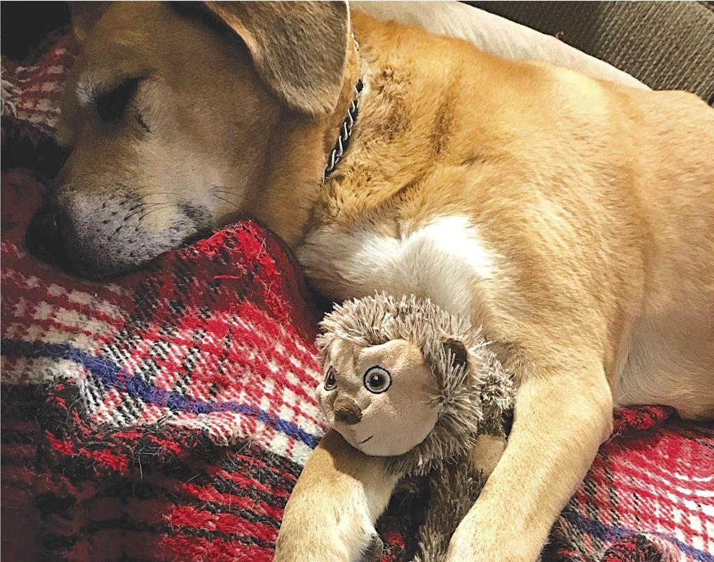 Bullet the dog with hedgehog toy