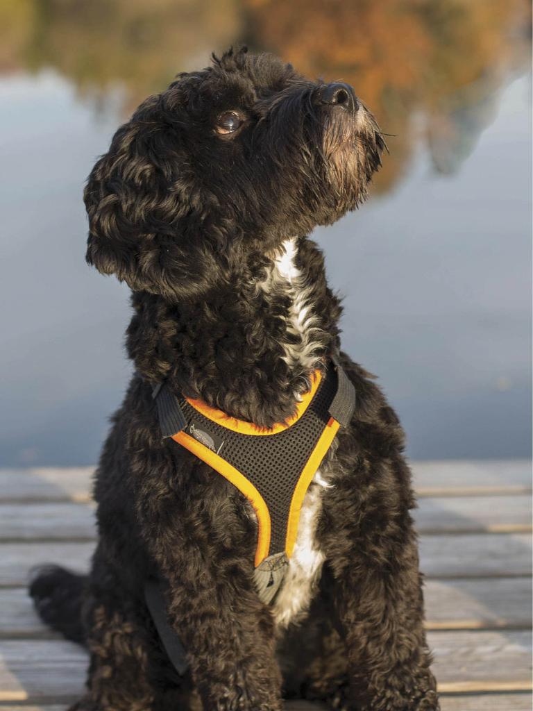 Portuguese water dog