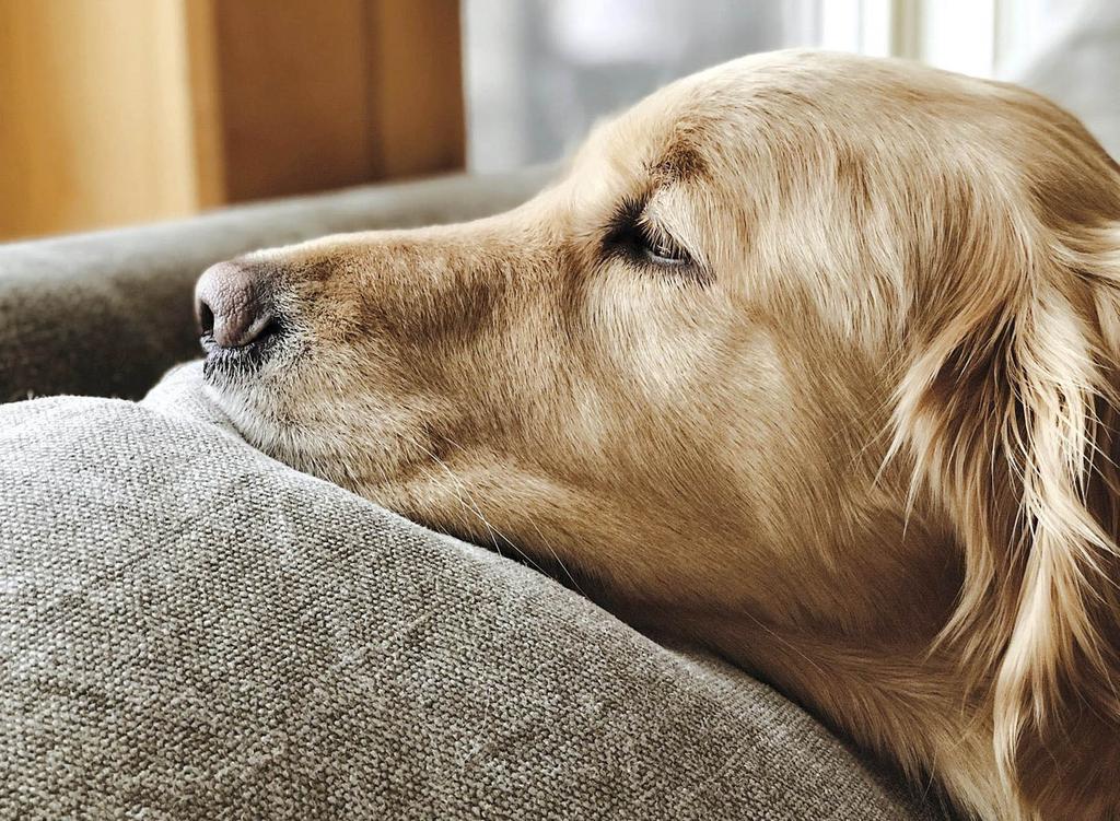 Golden retriever