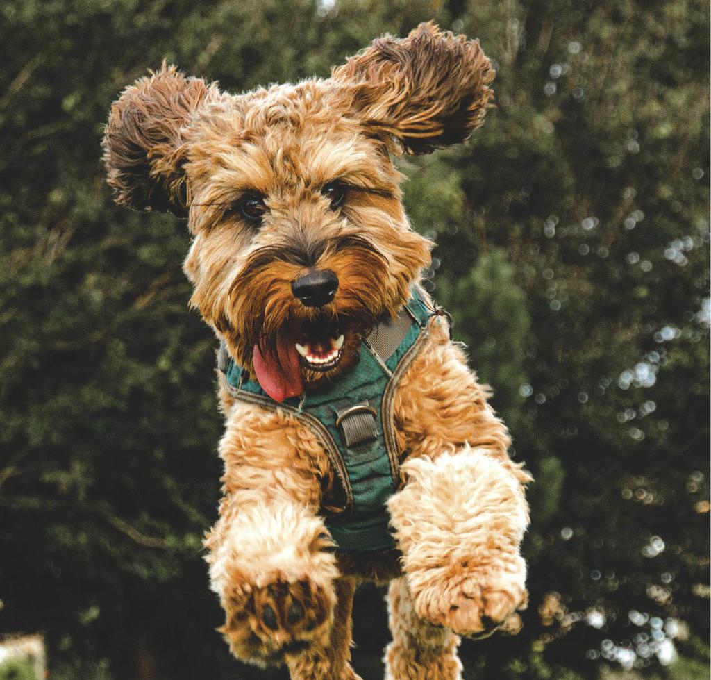 Terrier