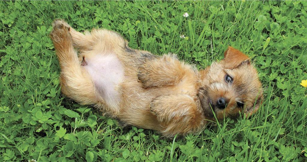Norfolk terrier