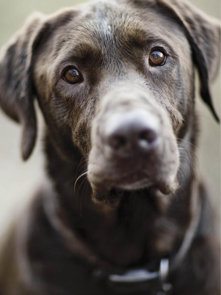 Chocolate Lab