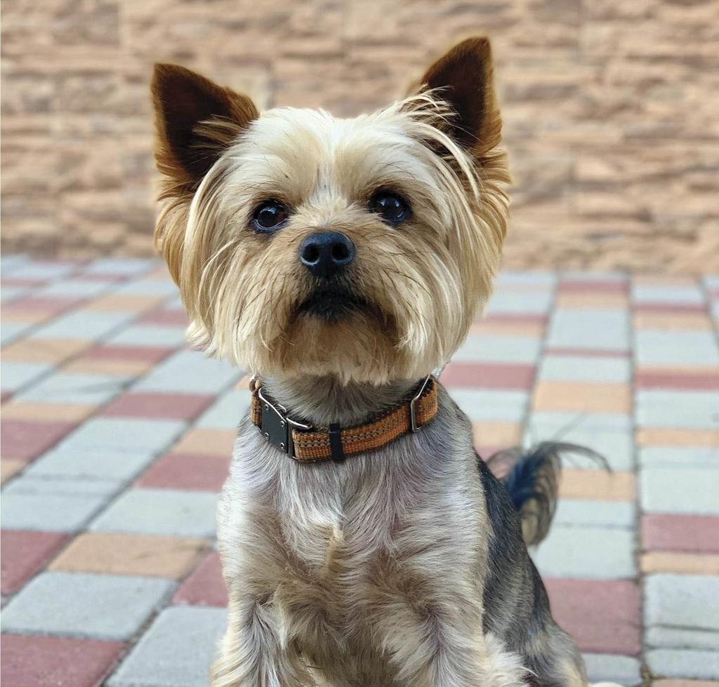 Yorkshire terrier
