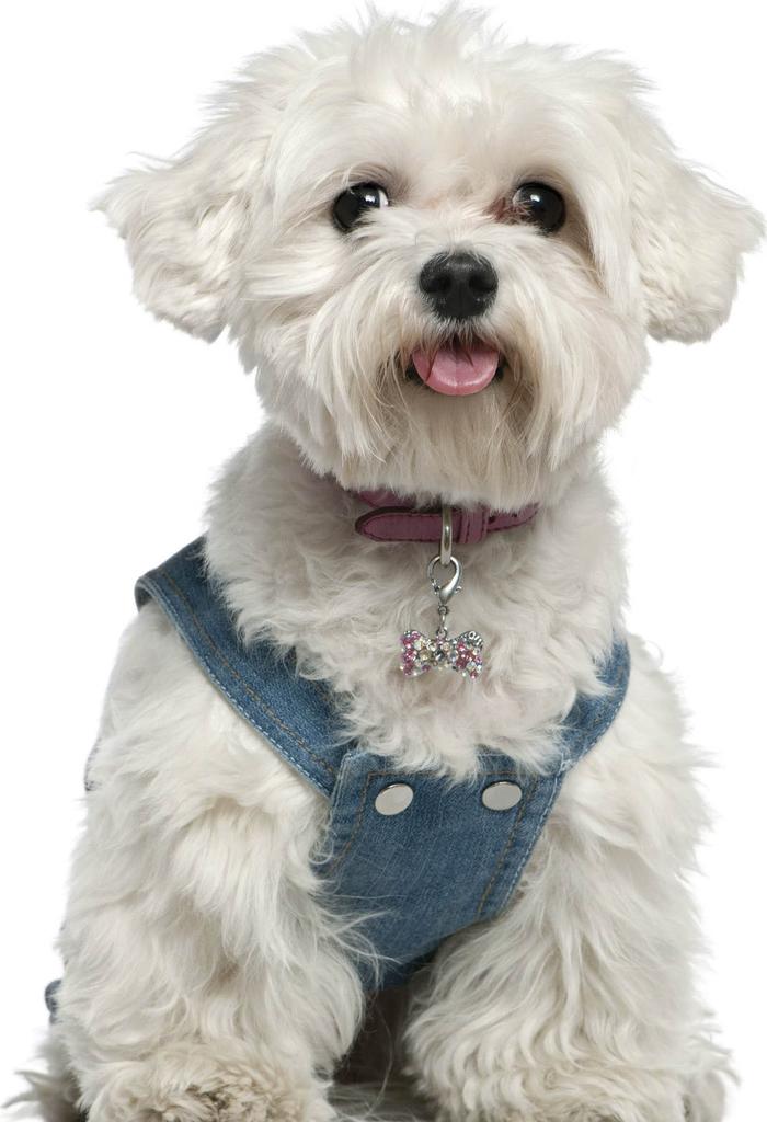 Maltese