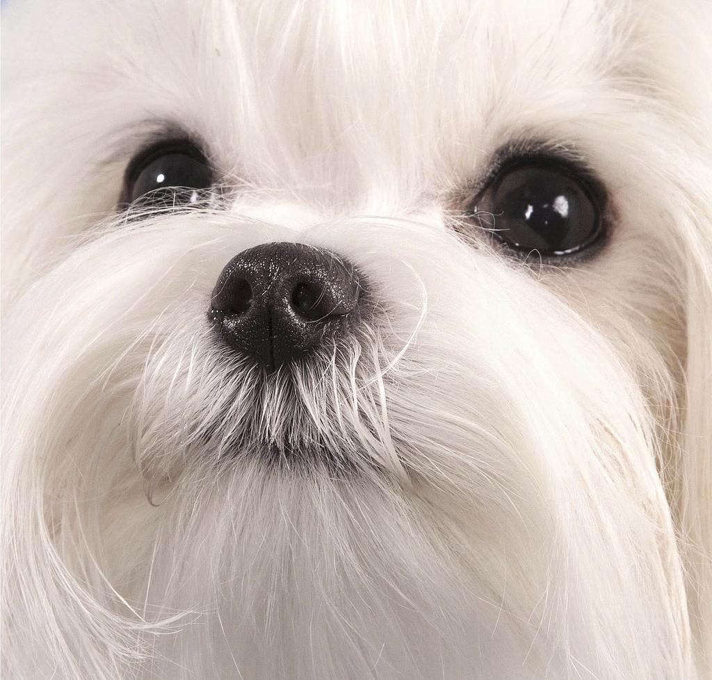 Maltese close-up
