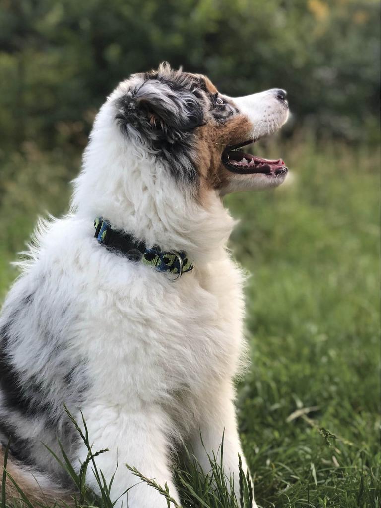 Australian shepherd dog