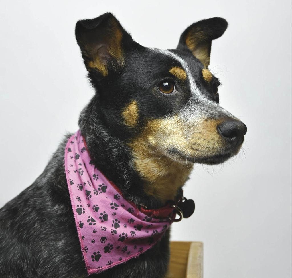 Lucy, Australian cattle dog