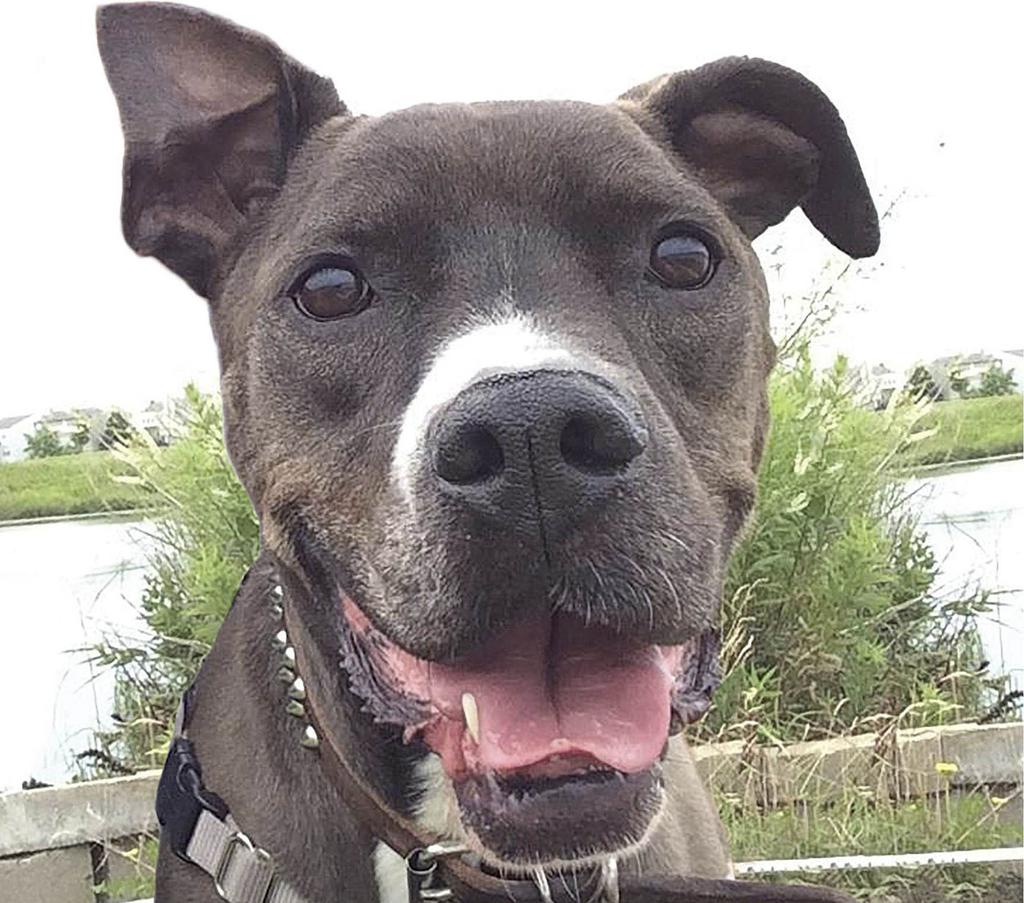 Happy the Pit bull