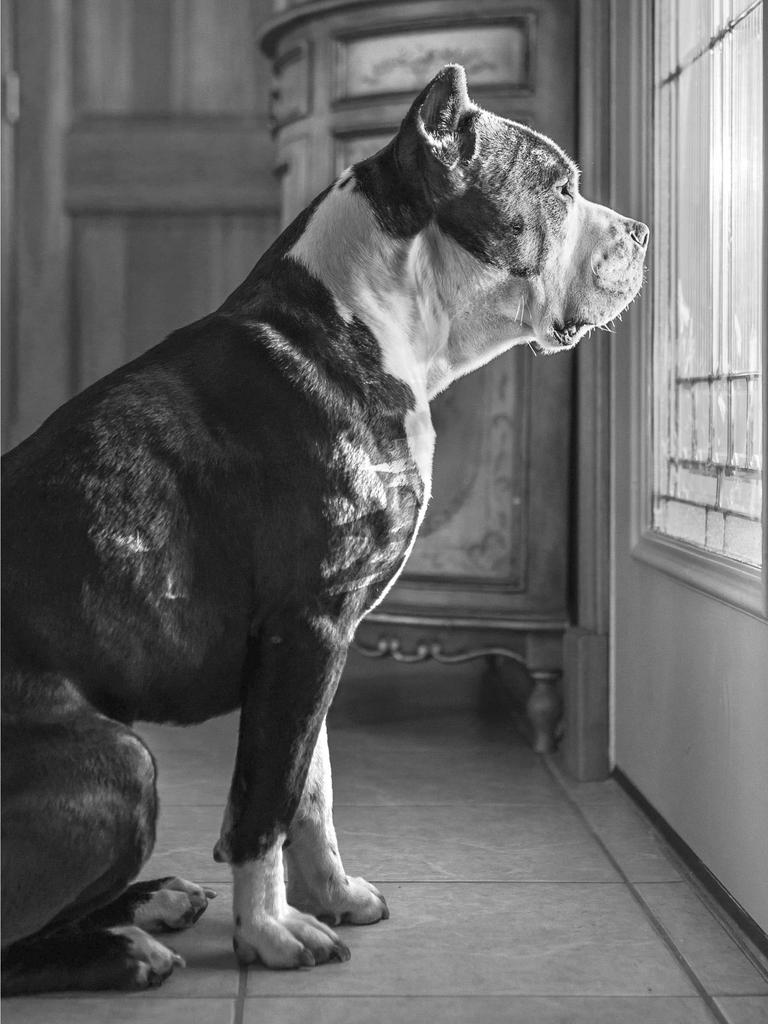 Dog on guard