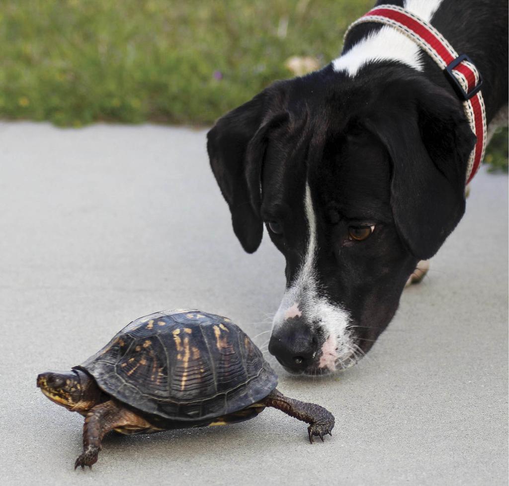 Dog inspecting turtle