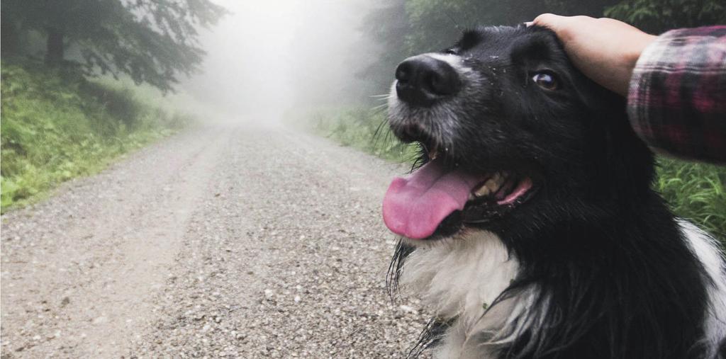 Dog on gravel road