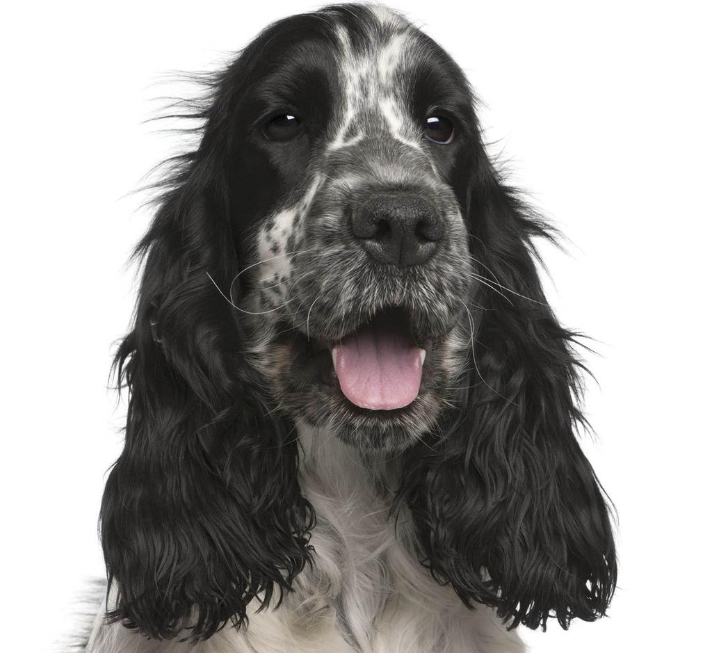 English cocker spaniel