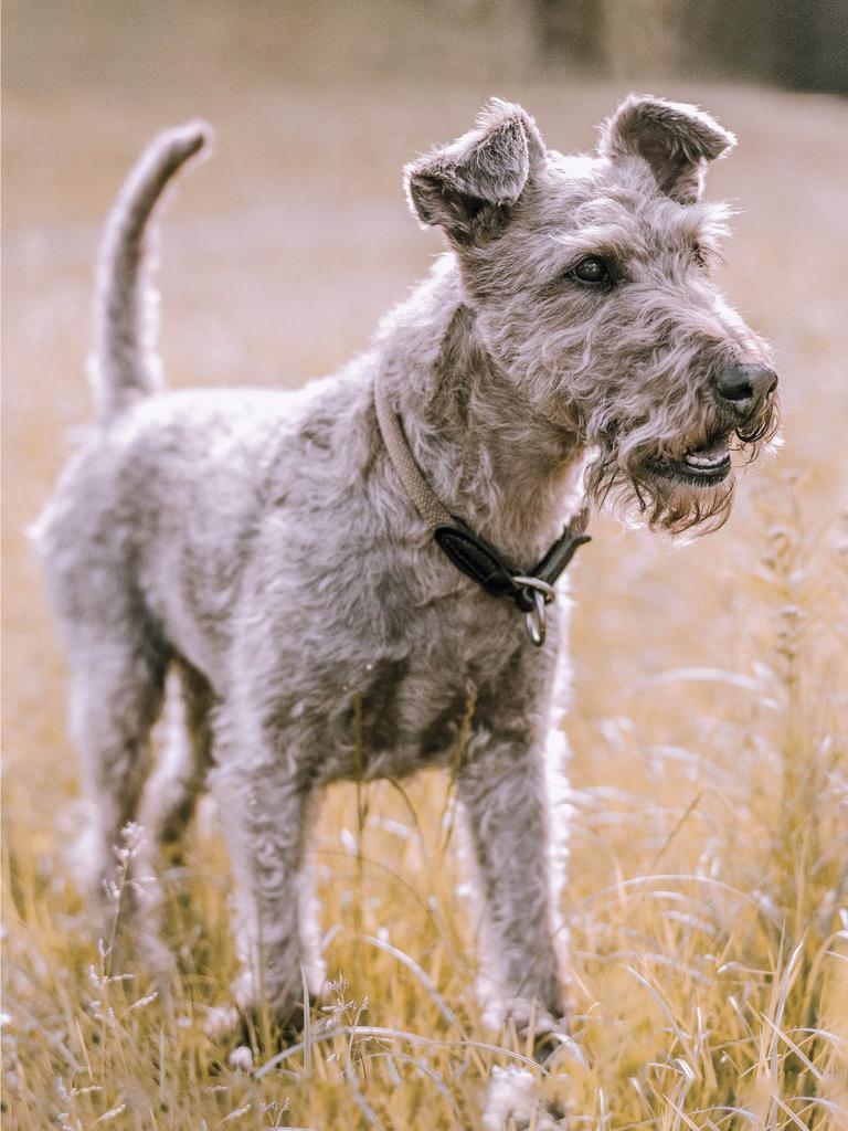 Lakeland terrier