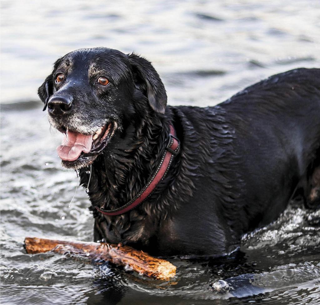 Dog with stick in water
