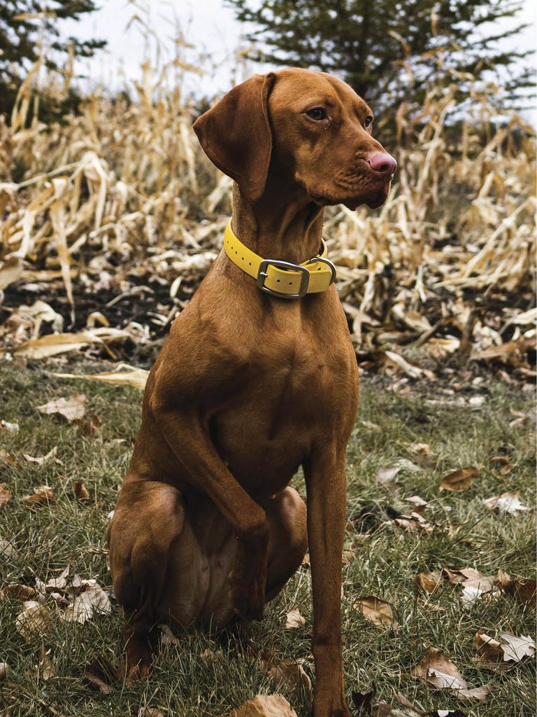 Tan dog in field
