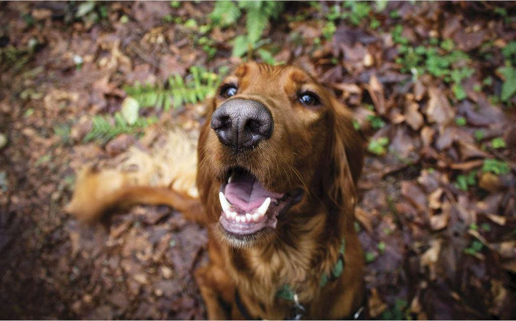 Setter in the woods