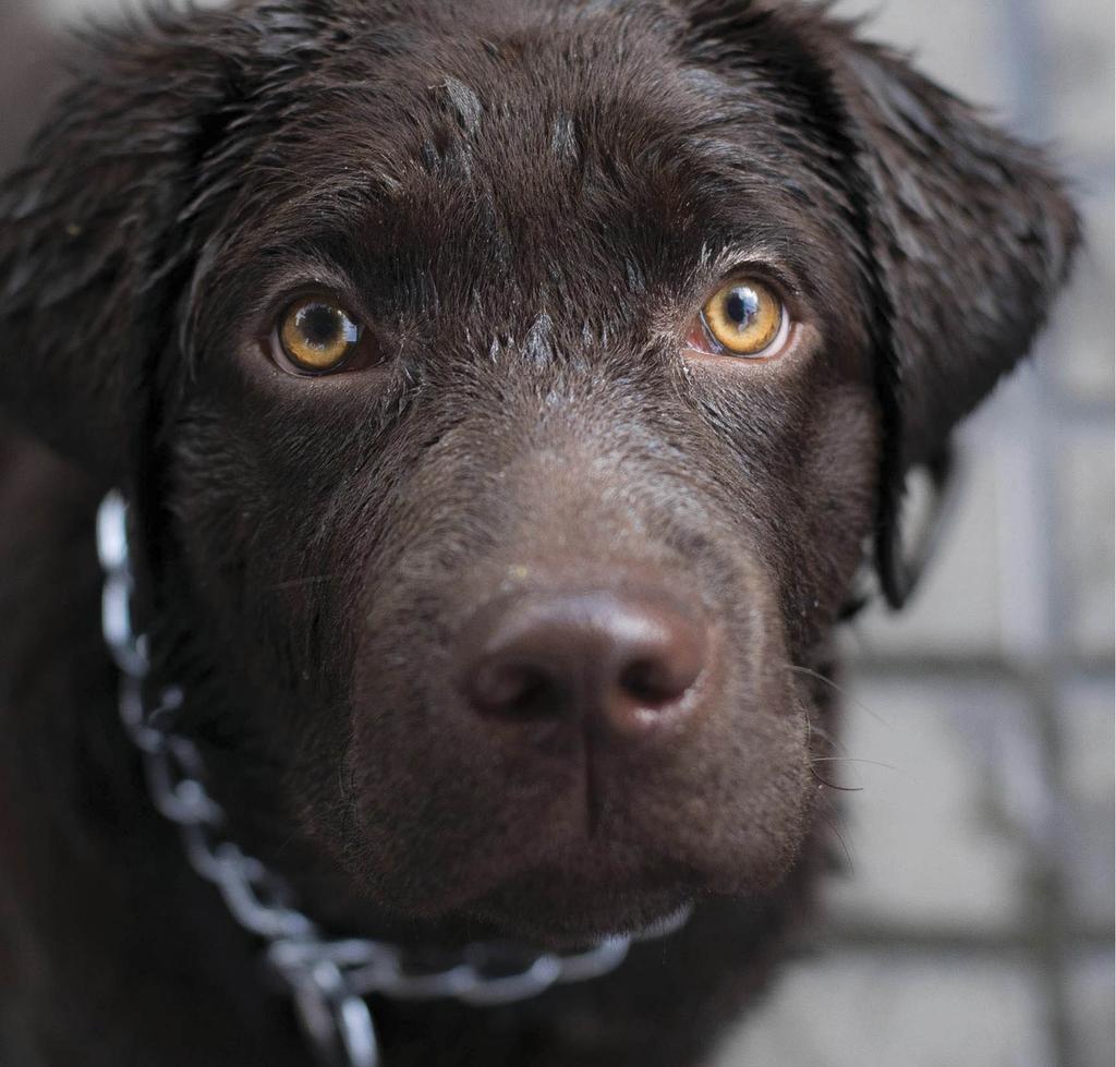 Brown Lab