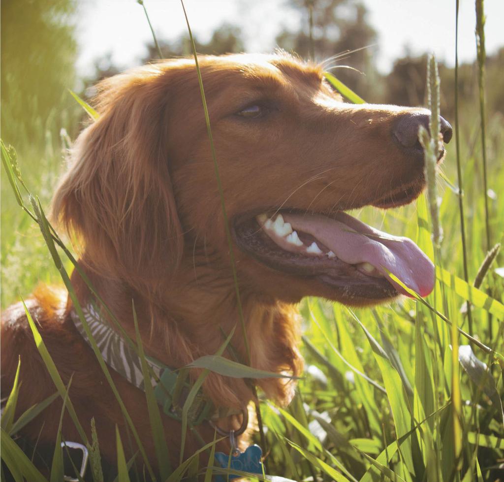 Setter in grass