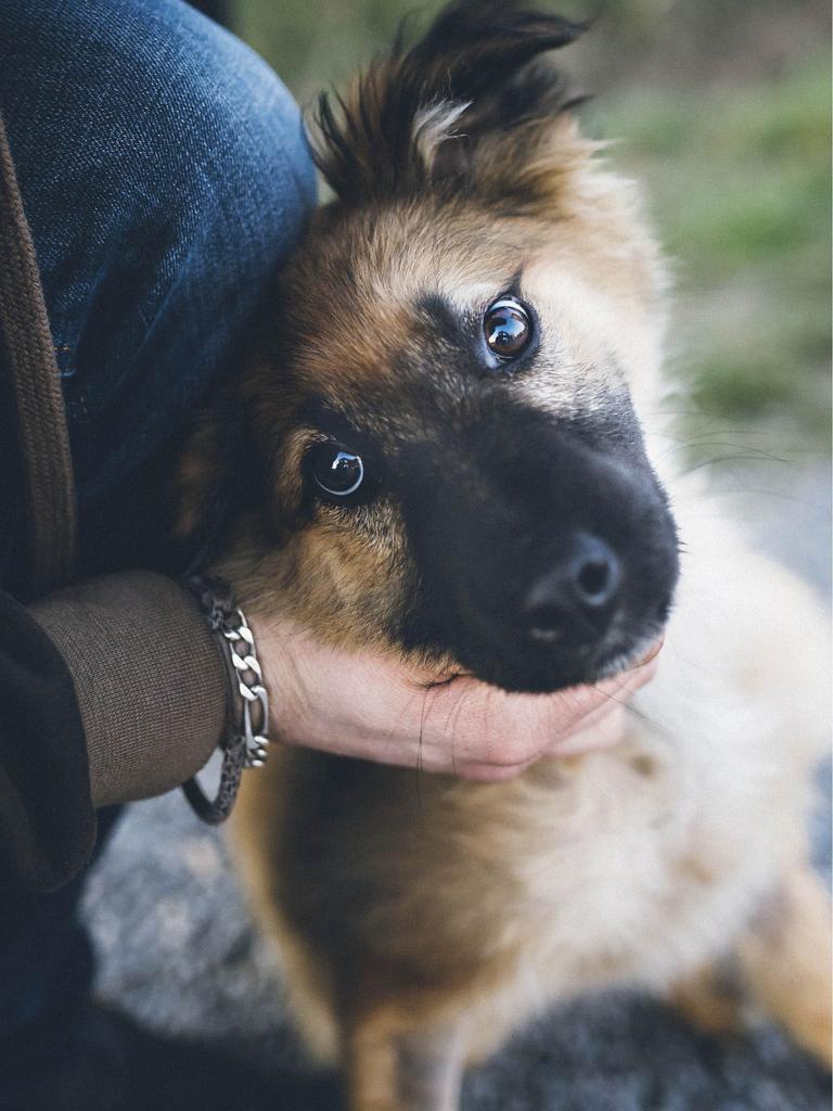 Shepherd mix puppy
